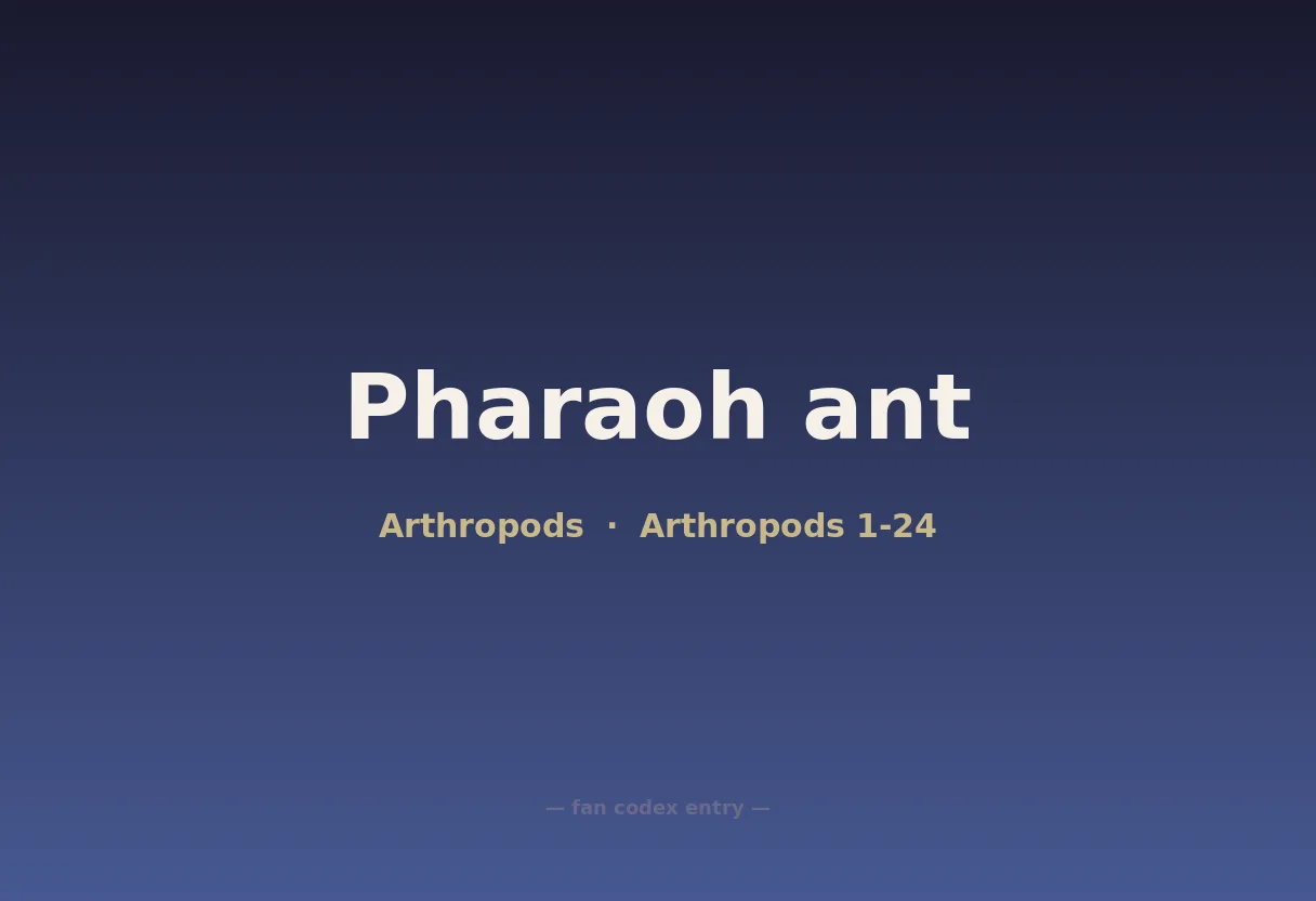 Pharaoh ant