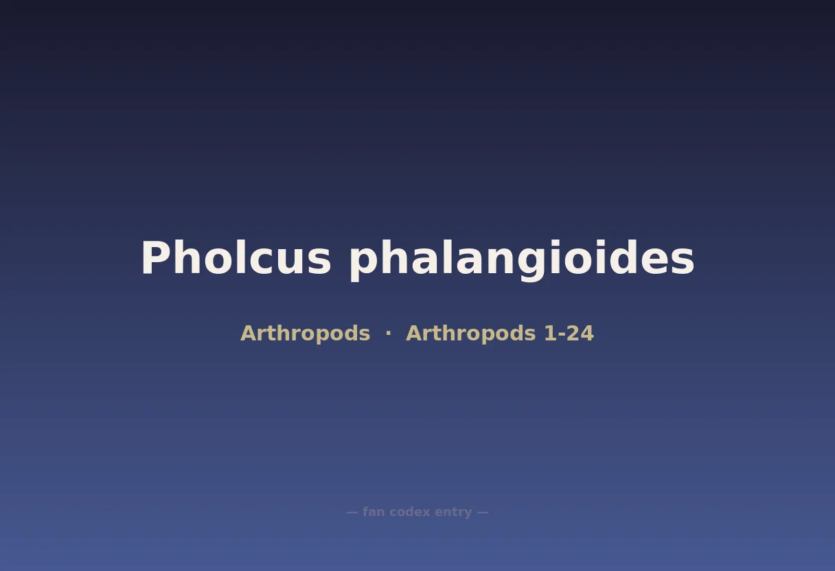 Pholcus phalangioides
